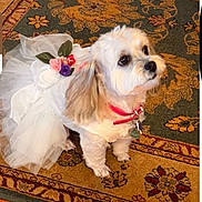 Miko is registered to the contest to win money with this photo: dog, white_dog, dress, flower_accessory, pet_clothing, indoor, carpet, patterned_rug, small_dog, cute, curious, pet, animal, fur, collar, tag, floor, home_interior, decor, portrait