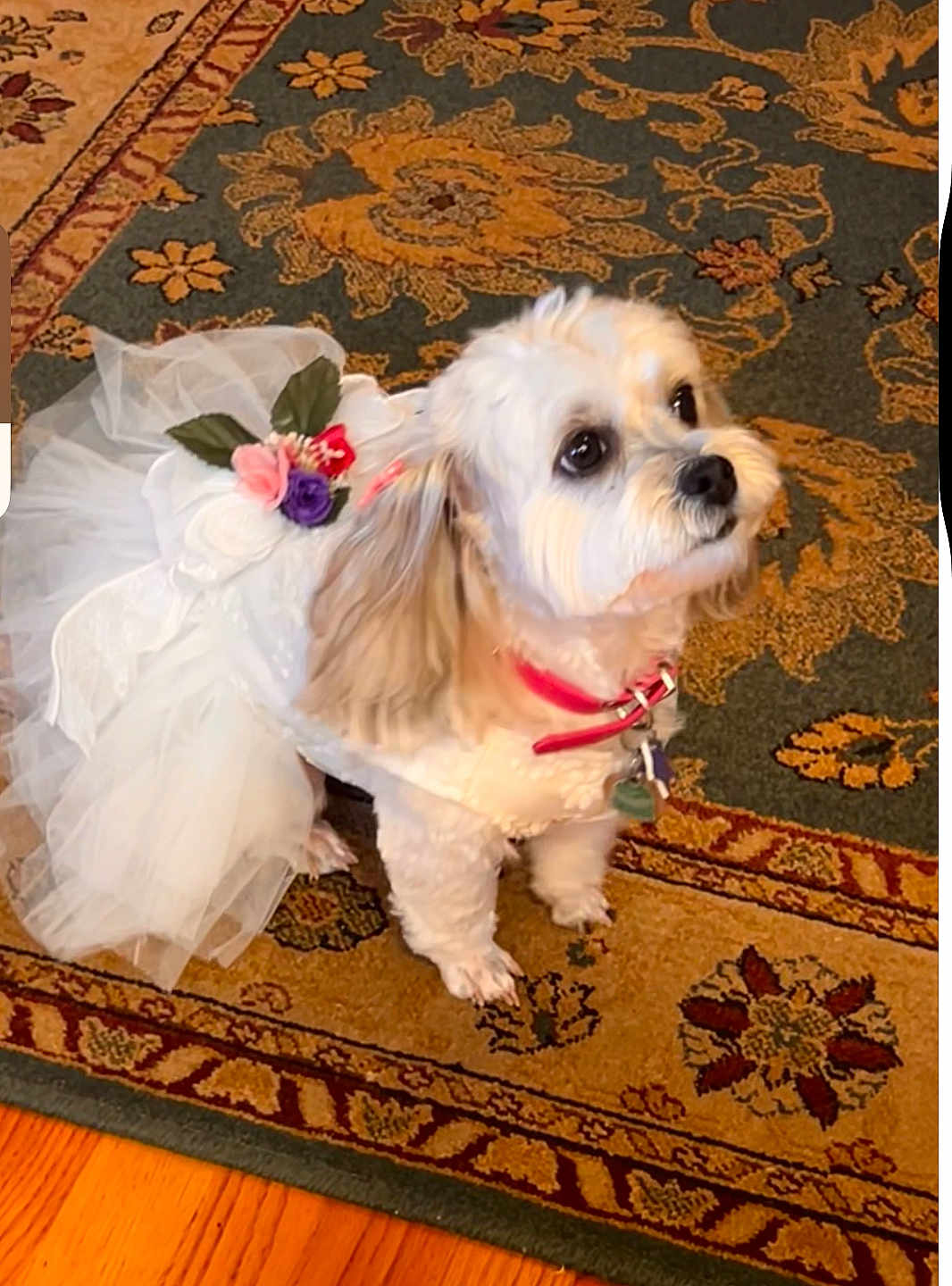 Miko is registered to the contest to win money with this photo: dog, white_dog, dress, flower_accessory, pet_clothing, indoor, carpet, patterned_rug, small_dog, cute, curious, pet, animal, fur, collar, tag, floor, home_interior, decor, portrait