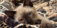 Bandit joined the competition — help win amazing prizes! cat, kitten, siamese, blanket, leopard_print, paw, claws, sleepy, cozy, fur, whiskers, indoor, bed, soft, cute, animal, pet, resting, closeup, nap