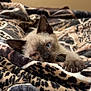 cat, kitten, siamese, blanket, leopard_print, paw, claws, sleepy, cozy, fur, whiskers, indoor, bed, soft, cute, animal, pet, resting, closeup, nap