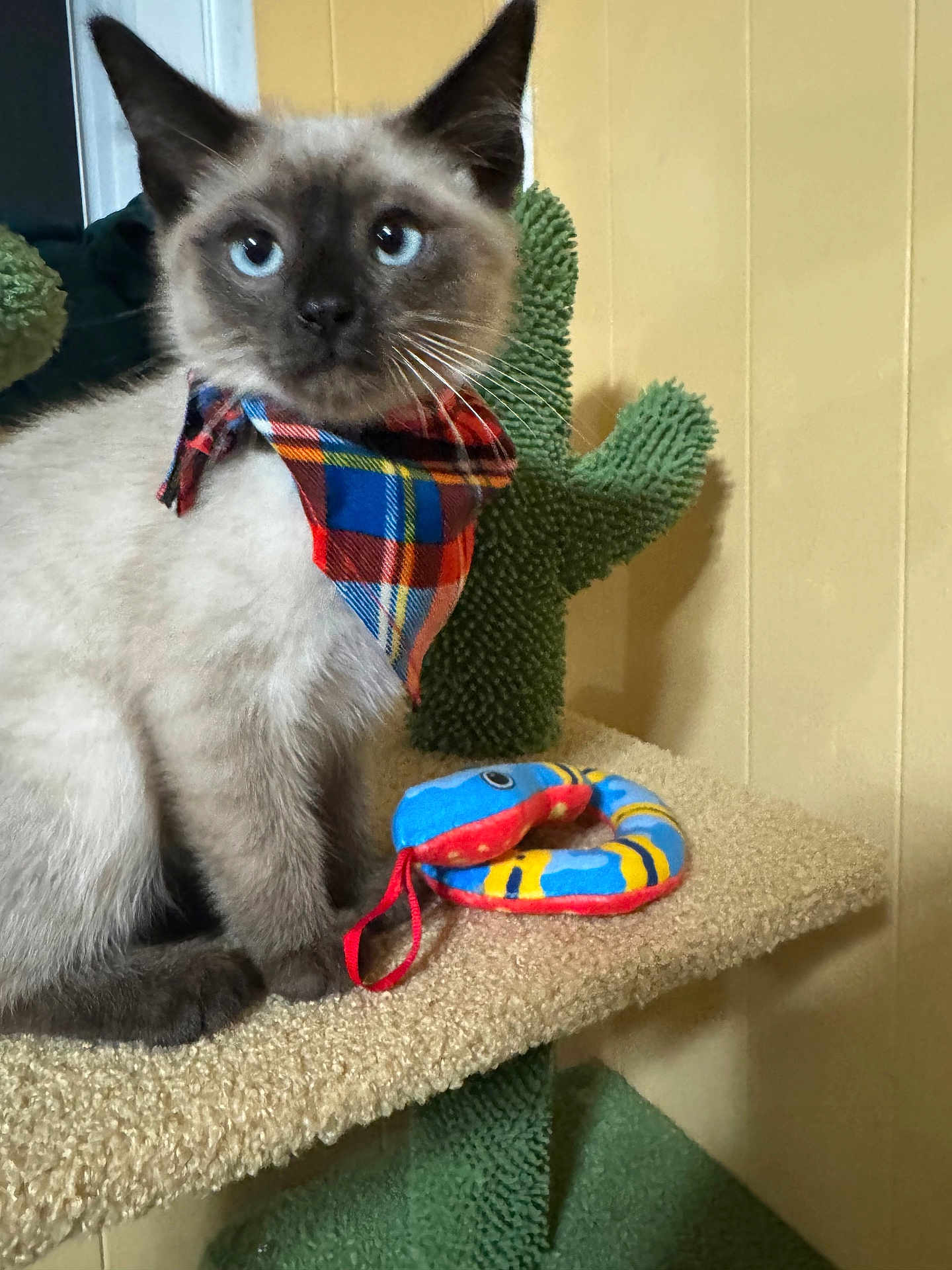 Bandit joined the competition — help win amazing prizes! kitten, cat, siamese, bandana, plaid, toy, snake, cactus, scratching_post, indoor, pet, feline, animal, fur, whiskers, blue_eyes, sitting, close_up, cute, young_cat