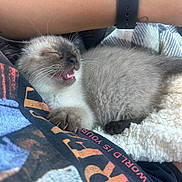 Bandit joined the competition — help win amazing prizes! kitten, sleeping, siamese_cat, person, arm, watch, clothing, graphic_tee, blanket, furry, paw, whiskers, cozy, indoor, relaxing, cute, pet, nap, soft, comfort