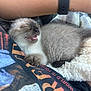 kitten, sleeping, siamese_cat, person, arm, watch, clothing, graphic_tee, blanket, furry, paw, whiskers, cozy, indoor, relaxing, cute, pet, nap, soft, comfort