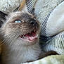 Bandit is registered to the contest to win money with this photo: kitten, cat, siamese, blue_eyes, teeth, whiskers, fur, mouth_open, blanket, soft_texture, cozy, close_up, pet, animal, cute, young, indoor, sleepy, feline, comfort