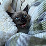 Bandit joined the competition — help win amazing prizes! cat, kitten, siamese_cat, blue_eyes, blanket, cozy, furry, indoor, pet, cute, animal, fur, whiskers, mouth_open, soft_texture, resting, closeup, comfort, domestic_animal, snuggled