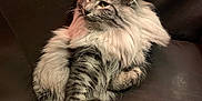 Athos participe au concours pour gagner de l'argent avec cette photo : cat, fluffy, long_hair, pet, animal, feline, sitting, relaxed, indoor, couch, leather, fur, whiskers, ears, tail, domestic_animal, cute, mammal, companion, resting