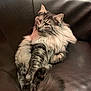cat, fluffy, long_hair, pet, animal, feline, sitting, relaxed, indoor, couch, leather, fur, whiskers, ears, tail, domestic_animal, cute, mammal, companion, resting