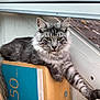 Athos participe au concours pour gagner de l'argent avec cette photo : cat, tabby, feline, box, cardboard, indoor, window, roof, resting, fluffy, green_eyes, relaxed, pet, animal, fur, paw, sitting, side_view, closeup, domestic