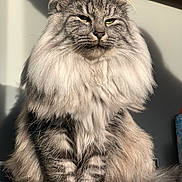 Athos participe au concours pour gagner de l'argent avec cette photo : cat, fluffy, long_hair, sitting, green_eyes, portrait, pet, feline, indoor, sunlight, tabby, striped, whiskers, animal, cute, domestic_cat, mammal, fur, relaxed, close_up