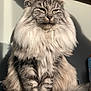 cat, fluffy, long_hair, sitting, green_eyes, portrait, pet, feline, indoor, sunlight, tabby, striped, whiskers, animal, cute, domestic_cat, mammal, fur, relaxed, close_up
