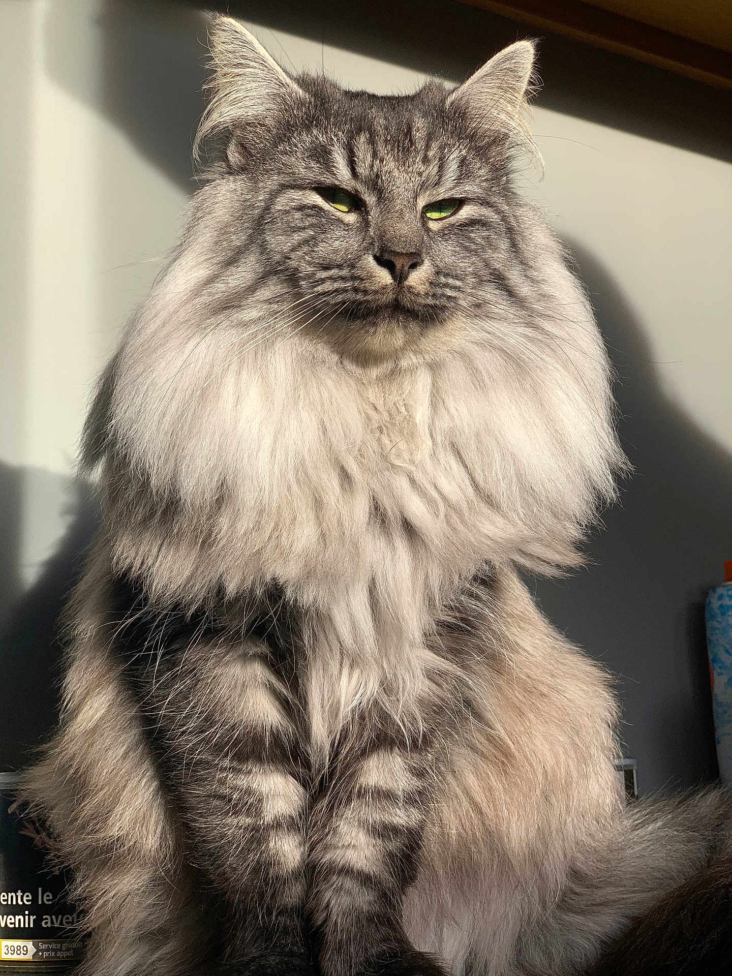 Athos participe au concours pour gagner de l'argent avec cette photo : cat, fluffy, long_hair, sitting, green_eyes, portrait, pet, feline, indoor, sunlight, tabby, striped, whiskers, animal, cute, domestic_cat, mammal, fur, relaxed, close_up