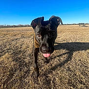 Nirvana is registered to the contest to win money with this photo: animal, black_dog, canine, close_up, collar, cute, daylight, dog, field, grass, leaves, nature, outdoor, pet, playful, shadow, sky, sunny, tongue_out, walking