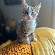 Aïko participe au concours pour gagner de l'argent avec cette photo : kitten, cat, pet, animal, indoor, curious, soft_light, blanket, orange, yellow, fur, whiskers, ears, eyes, cute, young, portrait, sitting, cozy, home