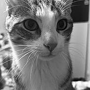 Aïko a rejoint le concours — aidez-le/la à gagner de superbes lots ! cat, close_up, black_and_white, indoor, whiskers, curious, pet, animal, feline, portrait, soft_background, cute, domestic_cat, tabby, face, ears, eyes, sitting, fur, young_cat