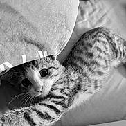 Aïko a rejoint le concours — aidez-le/la à gagner de superbes lots ! animal, bed, black_and_white, cat, closeup, cozy, curious, cute, fur, indoor, kitten, pet, pillow, playful, sleeping_area, soft, stretching, striped, whiskers, young