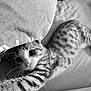 animal, bed, black_and_white, cat, closeup, cozy, curious, cute, fur, indoor, kitten, pet, pillow, playful, sleeping_area, soft, stretching, striped, whiskers, young