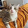 Aïko participe au concours pour gagner de l'argent avec cette photo : cat, tabby, green_eyes, pink_nose, whiskers, orange_blanket, texture, indoor, living_room, curious, feline, pet, fur, closeup, relaxed, soft_light, home, cozy, portrait, animal