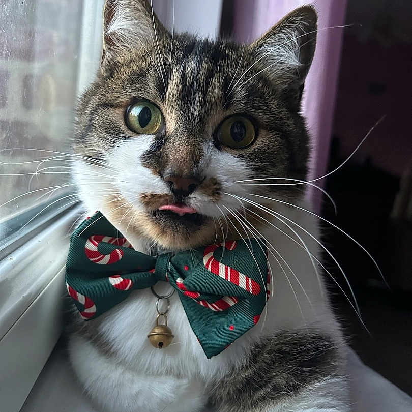 Myo a rejoint le concours — aidez-le/la à gagner de superbes lots ! accessory, animal, bell, bow_tie, cat, close_up, curious_eyes, cute, domestic_cat, fur, holiday, indoor, natural_light, pet, playful, sitting, tabby, tongue_out, whiskers, window