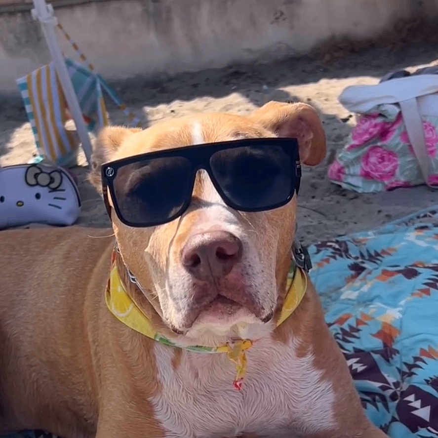 Sunny joined the competition — help win amazing prizes! accessories, animal, boxer, bulldog, canine, cushion, dog, face, frenchbulldog, furniture, homedecor, hound, indoors, interiordesign, pet, pitbull, puppy, quilt, snout, sunglasses