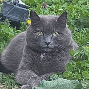Mama joined the competition — help win amazing prizes! animal, cat, closeup, ears, eyes, flora, foliage, garden, gray_cat, greenery, ground, lying_down, nature, outdoor, pet, plants, quiet, relaxed, soft_fur, whiskers