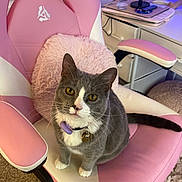 Jazmine joined the competition — help win amazing prizes! bell, carpet, cat, collar, computer_accessories, cozy, cute, desk, feline, fluffy_pillow, fur, gaming_chair, grey_cat, home, indoor, looking_up, pet, pink_chair, sitting, white_paws