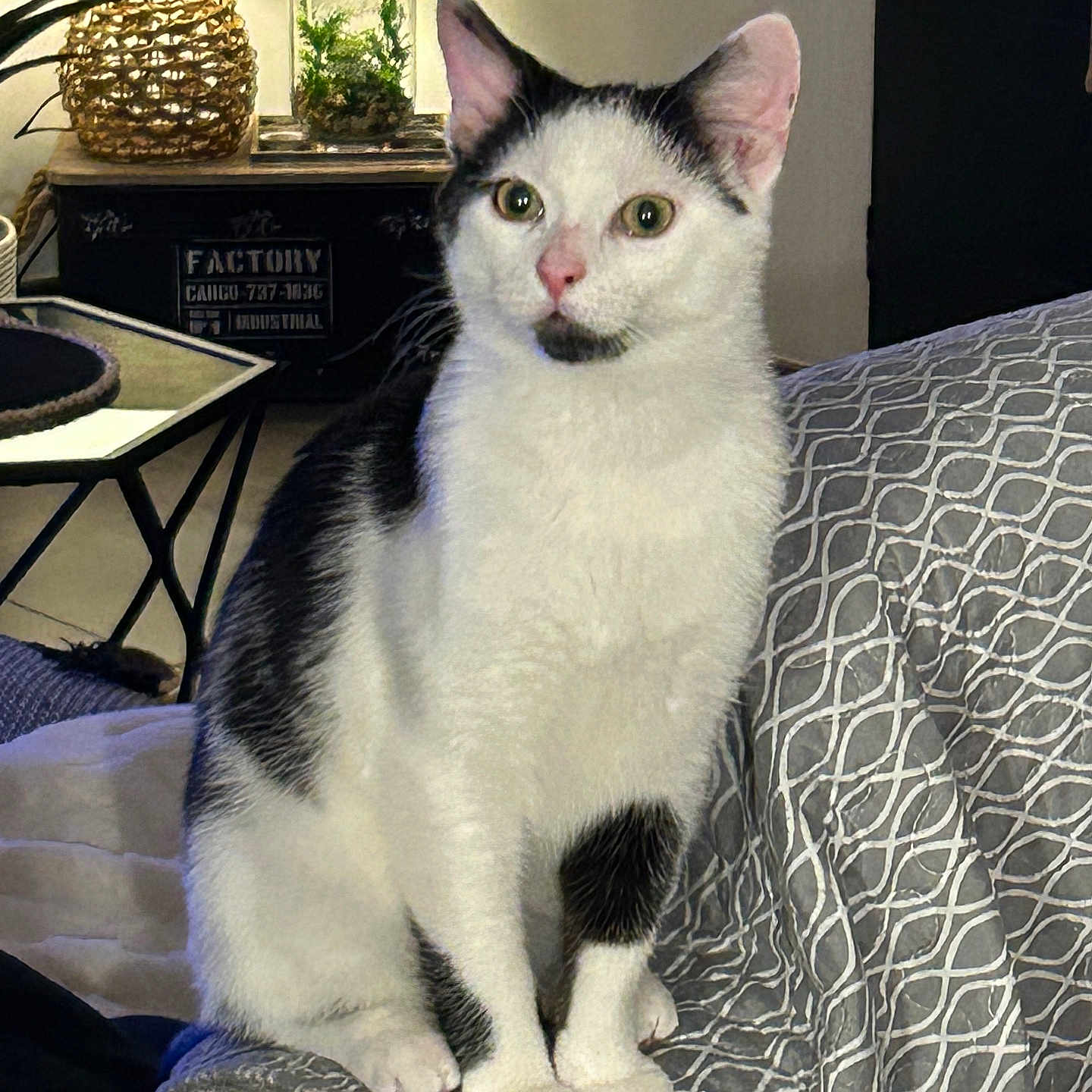 Nougat participe au concours pour gagner de l'argent avec cette photo : animal, black_and_white, cat, couch, cozy, domestic, ears, eyes, fur, furniture, home, indoor, jar, lamp, patterned_fabric, pet, plant, side_table, sitting, whiskers
