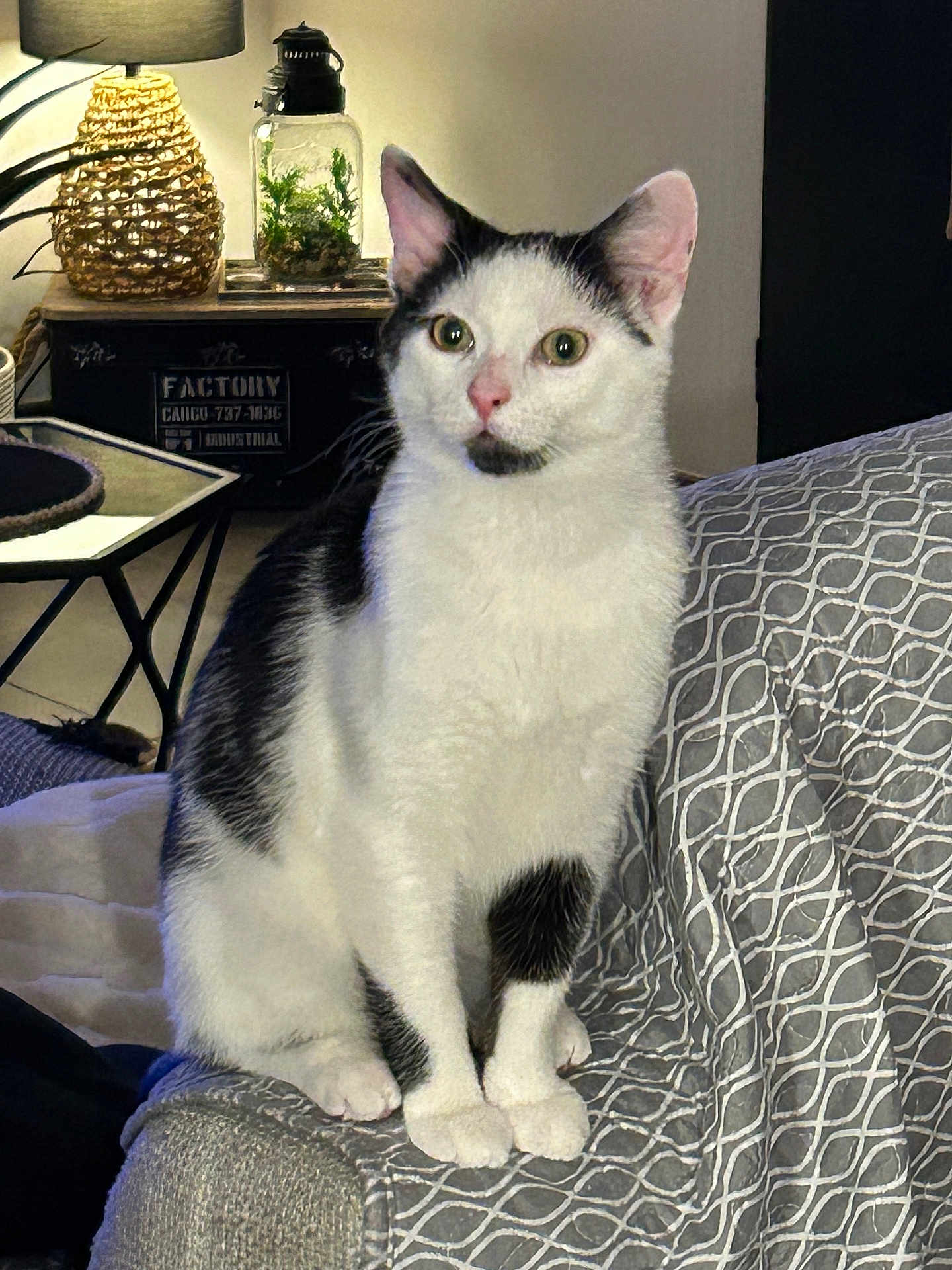 Nougat participe au concours pour gagner de l'argent avec cette photo : animal, black_and_white, cat, couch, cozy, domestic, ears, eyes, fur, furniture, home, indoor, jar, lamp, patterned_fabric, pet, plant, side_table, sitting, whiskers