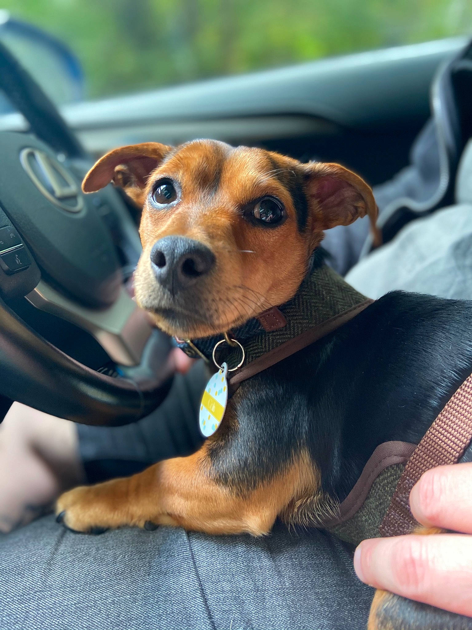 Colin joined the competition — help win amazing prizes! automotive_mirror, canidae, car_seat, carnivore, collar, comfort, companion_dog, dog, dog_breed, fawn, nail, snout, sporting_group, steering_part, steering_wheel, vehicle_door, vertebrate, whiskers, windshield, working_animal