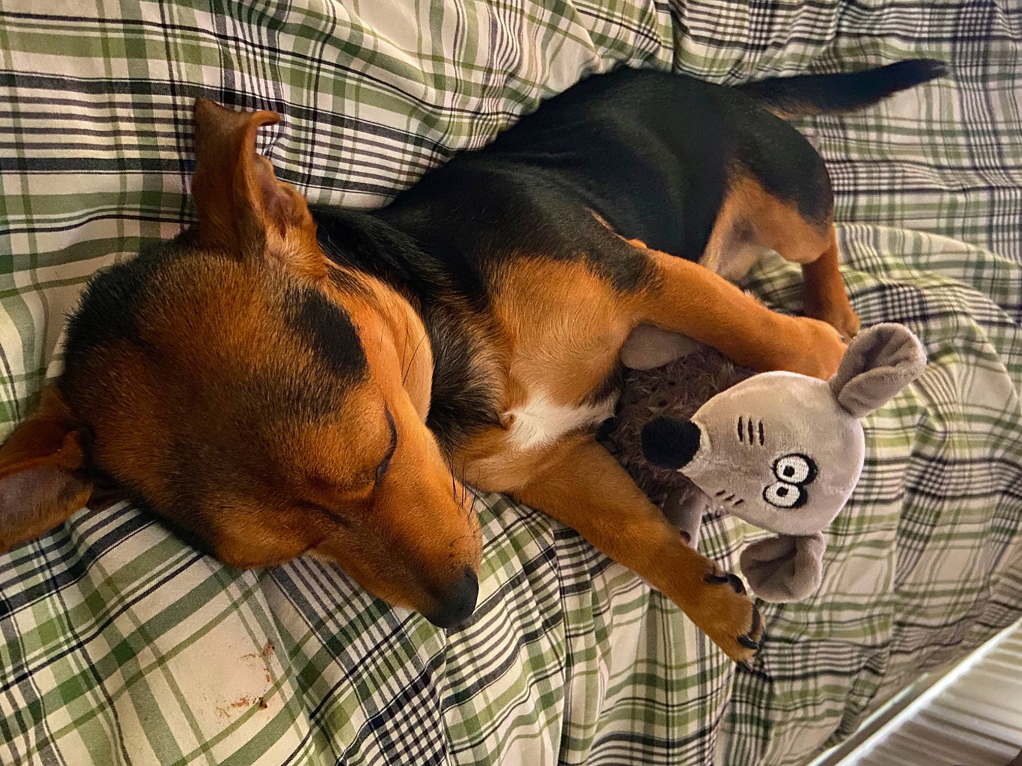 Colin is registered to the contest to win money with this photo: brown, canidae, carnivore, comfort, companion_dog, dog, dog_breed, hound, linens, liver, pattern, paw, plaid, plush, snout, stuffed_toy, tartan, terrestrial_animal, vertebrate, working_animal