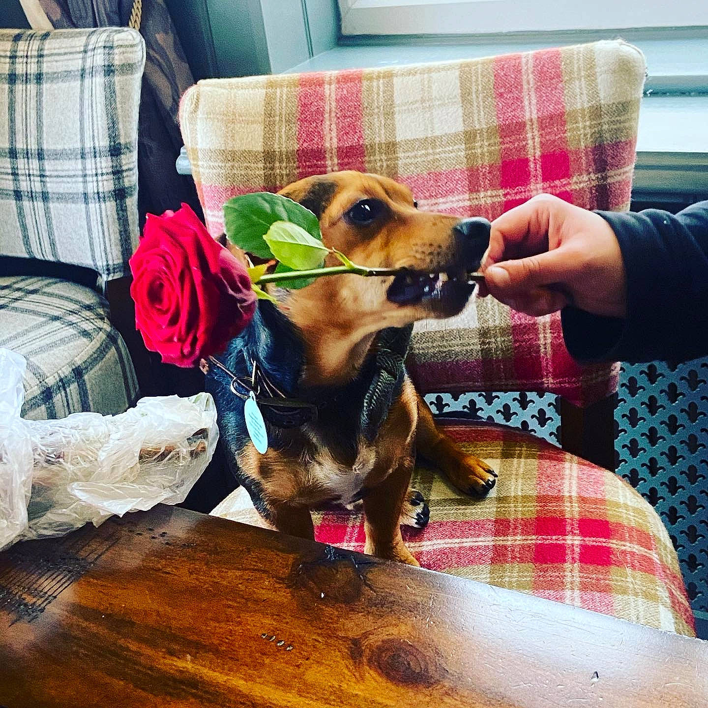 Colin joined the competition — help win amazing prizes! carnivore, collar, comfort, companion_dog, couch, dog, dog_breed, furniture, home, home_accessories, linens, living_room, mammal, pet_supply, pillow, plaid, snout, tartan, textile, throw_pillow