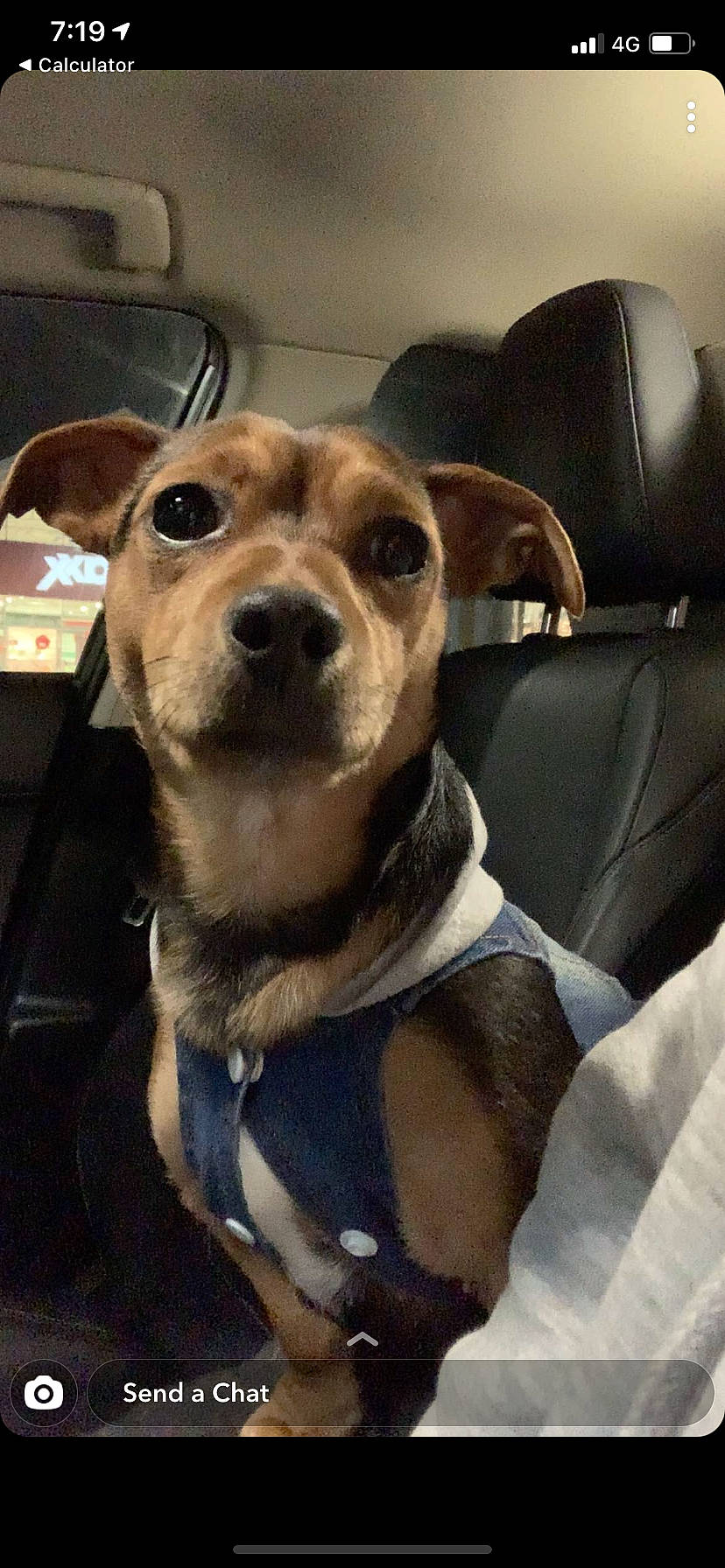 Colin is registered to the contest to win money with this photo: armrest, canidae, car_seat, car_seat_cover, carnivore, collar, comfort, companion_dog, dog, dog_breed, dog_supply, fawn, head_restraint, pet_supply, snout, sporting_group, vertebrate, whiskers, working_animal, working_dog