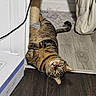 cat, tabby, indoor, floor, wood_floor, scratching_post, box, relaxed, lying_down, pet, animal, fur, whiskers, tail, cozy, home, corner, furniture, playful, domestic
