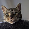 cat, tabby, green_eyes, whiskers, closeup, pet, animal, feline, curious, indoor, soft_texture, fuzzy, face, ears, portrait, looking_up, domestic_cat, resting, cute, fur