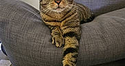 Méphisto a rejoint le concours — aidez-le/la à gagner de superbes lots ! cat, tabby, feline, pet, indoor, couch, gray, stretching, paw, relaxed, fur, whiskers, ears, eyes, home, animal, mammal, resting, comfortable, living_room