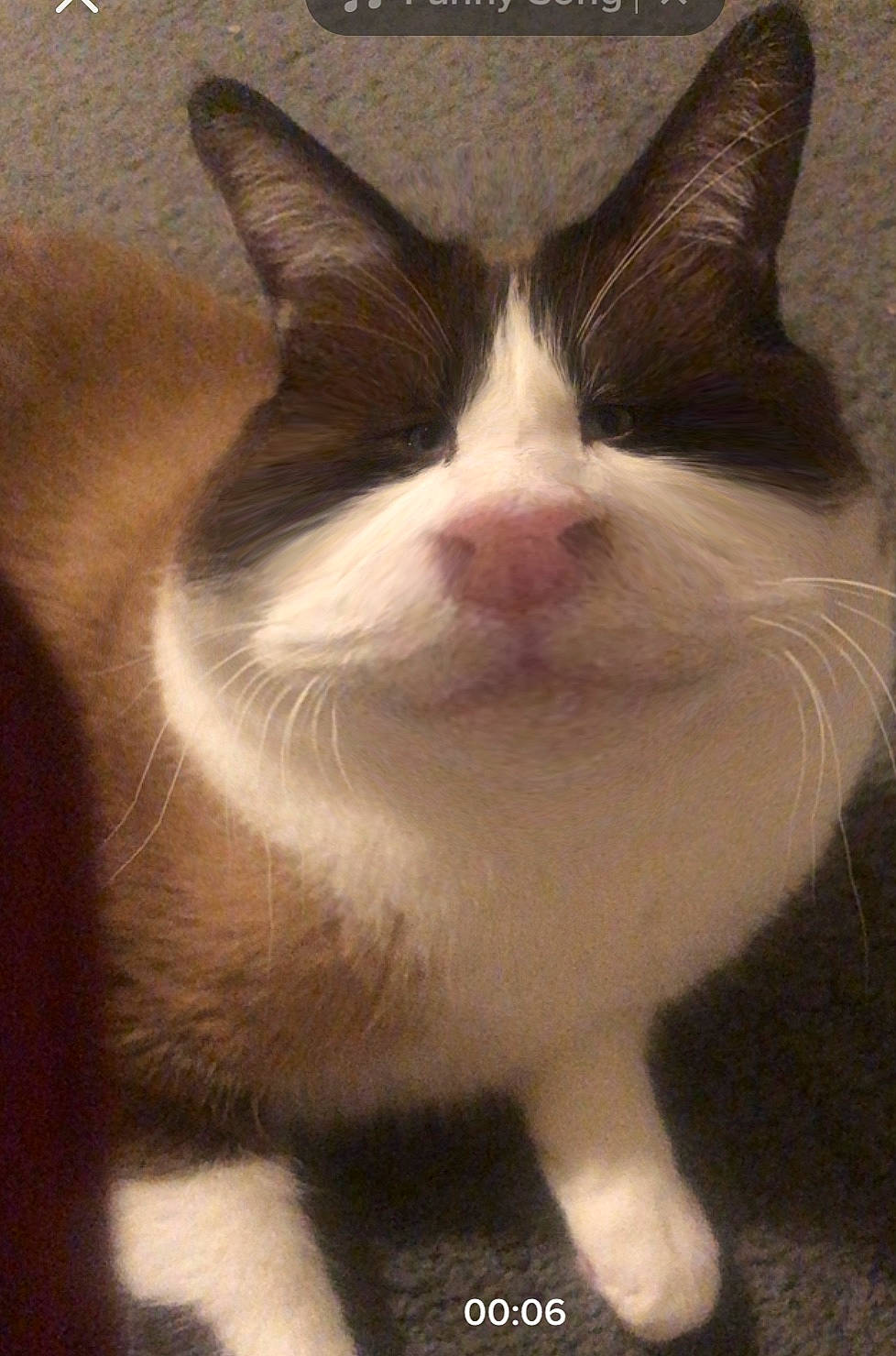 Mousquito a rejoint le concours — aidez-le/la à gagner de superbes lots ! carnivore, cat, domestic_short_haired_cat, felidae, fur, paw, small_to_medium_sized_cats, snout, tail, terrestrial_animal, whiskers, window