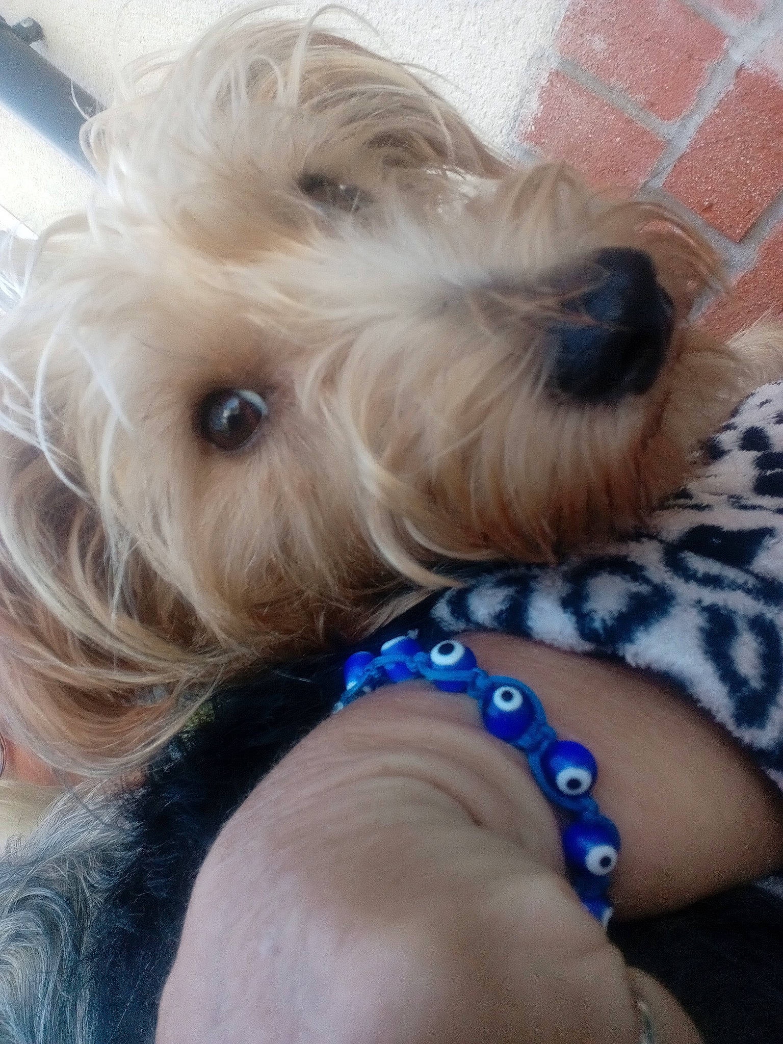 Maxou a rejoint le concours — aidez-le/la à gagner de superbes lots ! canidae, carnivore, collar, companion_dog, dog, dog_breed, dog_collar, dog_supply, ear, electric_blue, fashion_accessory, fawn, fur, pet_supply, small_terrier, snout, sporting_group, terrier, toy_dog, working_animal