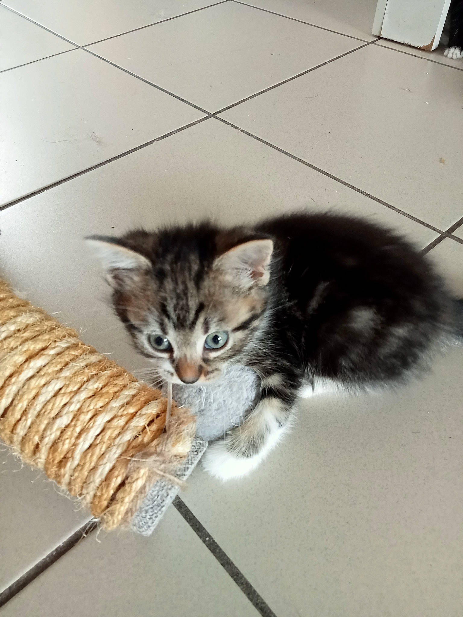 Lola a rejoint le concours — aidez-le/la à gagner de superbes lots ! carnivore, cat, cat_supply, claw, domestic_short_haired_cat, felidae, flooring, fur, paw, small_to_medium_sized_cats, snout, tail, whiskers, wood