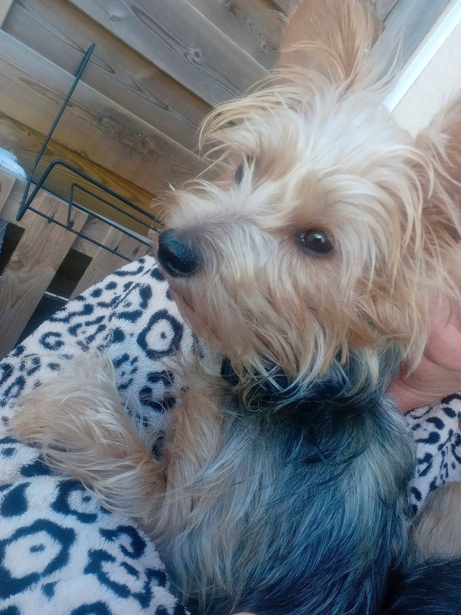 Vahiné a rejoint le concours — aidez-le/la à gagner de superbes lots ! australian_silky_terrier, biewer_terrier, canidae, carnivore, companion_dog, dog, dog_breed, dog_supply, flooring, fur, maltepoo, non_sporting_group, schnauzer, small_terrier, snout, sporting_group, terrier, toy_dog, working_animal, yorkipoo