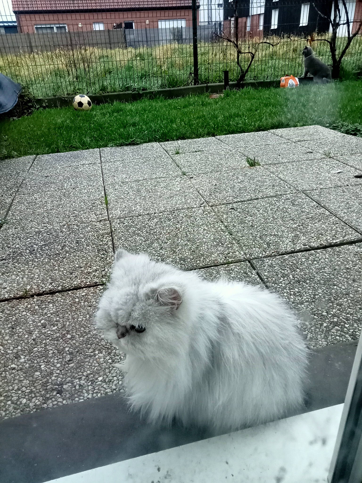 Shirley participe au concours pour gagner de l'argent avec cette photo : asphalt, british_longhair, carnivore, cat, felidae, fence, flooring, fur, grass, green, grey, plant, road_surface, sitting, small_to_medium_sized_cats, snout, tail, whiskers, window, yard