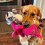 Cookie is registered to the contest to win money with this photo: dog, golden_retriever, stuffed_toy, plush_toy, pink_toy, striped_toy, brown_toy, indoor, wooden_floor, kitchen, appliance, cabinet, pet, animal, fur, cute, playful, holding, mouth, domestic