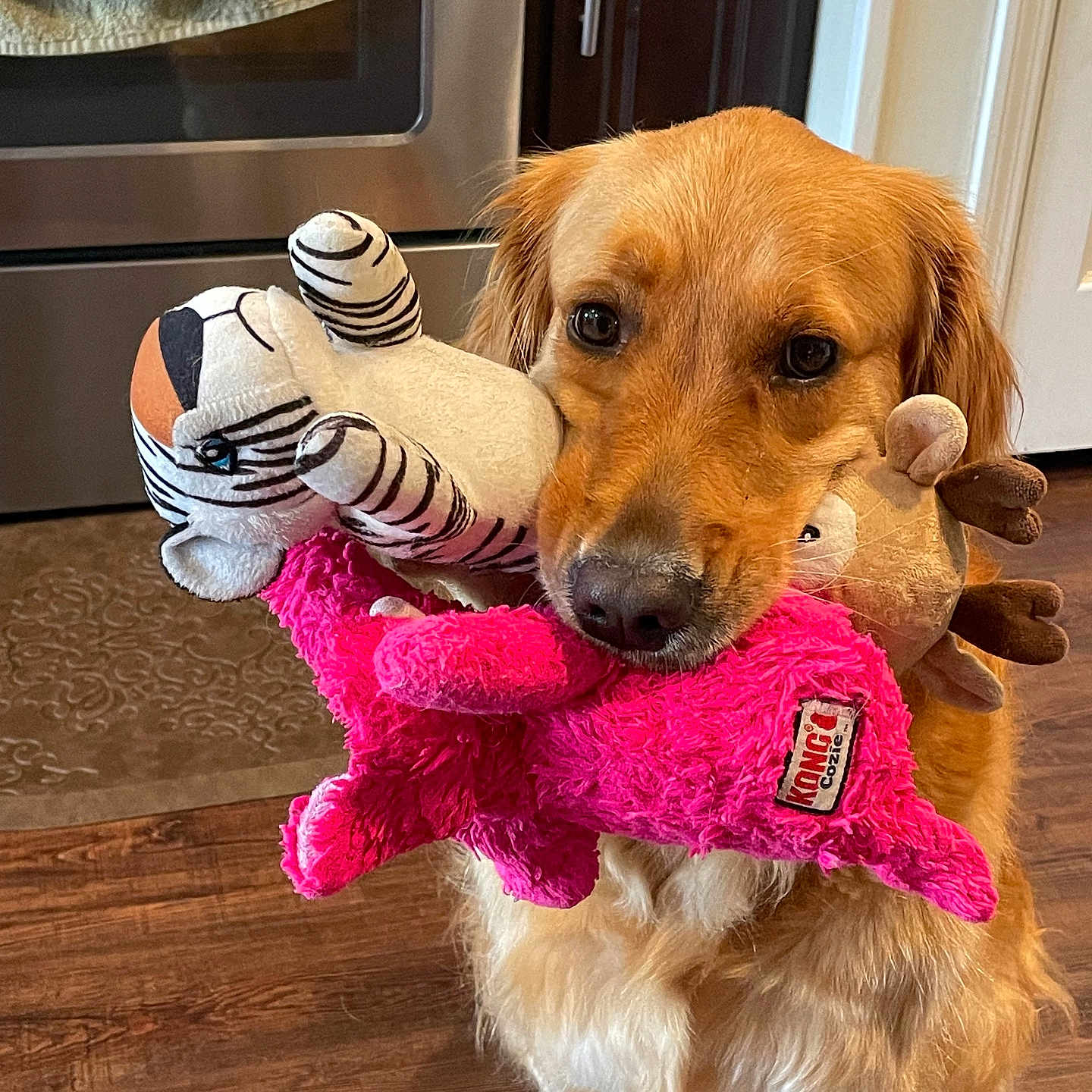 Cookie is registered to the contest to win money with this photo: animal, appliance, brown_toy, cabinet, cute, dog, domestic, fur, golden_retriever, holding, indoor, kitchen, mouth, pet, pink_toy, playful, plush_toy, striped_toy, stuffed_toy, wooden_floor