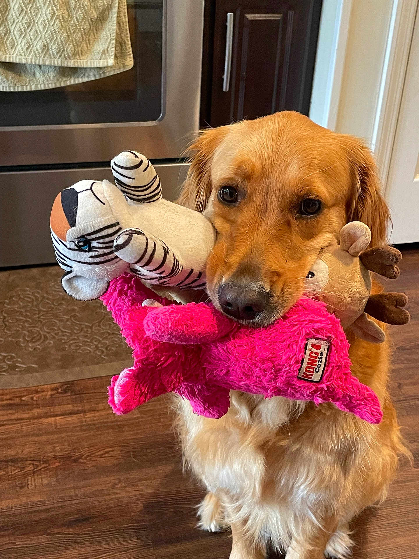 Cookie is registered to the contest to win money with this photo: dog, golden_retriever, stuffed_toy, plush_toy, pink_toy, striped_toy, brown_toy, indoor, wooden_floor, kitchen, appliance, cabinet, pet, animal, fur, cute, playful, holding, mouth, domestic