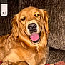 dog, golden_retriever, pet, smiling, tongue_out, couch, cushion, indoor, cozy, brown, fur, happy, animal, canine, resting, portrait, friendly, domestic, companion, relaxed