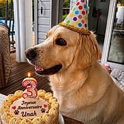Unah participe au concours pour gagner de l'argent avec cette photo : dog, golden_retriever, birthday_cake, party_hat, cake, candle, indoor, table, celebration, festive, sprinkles, frosting, pet, animal, portrait, window, natural_light, happy, close_up, side_view