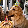dog, golden_retriever, birthday_cake, party_hat, cake, candle, indoor, table, celebration, festive, sprinkles, frosting, pet, animal, portrait, window, natural_light, happy, close_up, side_view