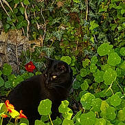 Gemma is registered to the contest to win money with this photo: black_cat, cat, animal, pet, garden, plants, greenery, leaves, flowers, orange_flowers, ivy, nature, outdoor, sunlight, foliage, curious, sitting, wildlife, mammal, closeup