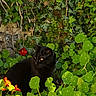 black_cat, cat, animal, pet, garden, plants, greenery, leaves, flowers, orange_flowers, ivy, nature, outdoor, sunlight, foliage, curious, sitting, wildlife, mammal, closeup