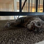 Luna is registered to the contest to win money with this photo: animal, carpet, cat, closeup, curious, feline, floor, fur, gray_tabby, home, indoor, looking, pet, playful, railing, relaxed, resting, stairs, whiskers, wide_eyes