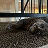 animal, carpet, cat, closeup, curious, feline, floor, fur, gray_tabby, home, indoor, looking, pet, playful, railing, relaxed, resting, stairs, whiskers, wide_eyes
