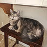 Luna is registered to the contest to win money with this photo: animal, cat, cute, domestic_cat, feline, floor_tiles, fluffy_cat, fur, gray_cat, green_eyes, home, indoor, long_hair, looking_up, pet, relaxed, resting, tabby, wall, wooden_stool